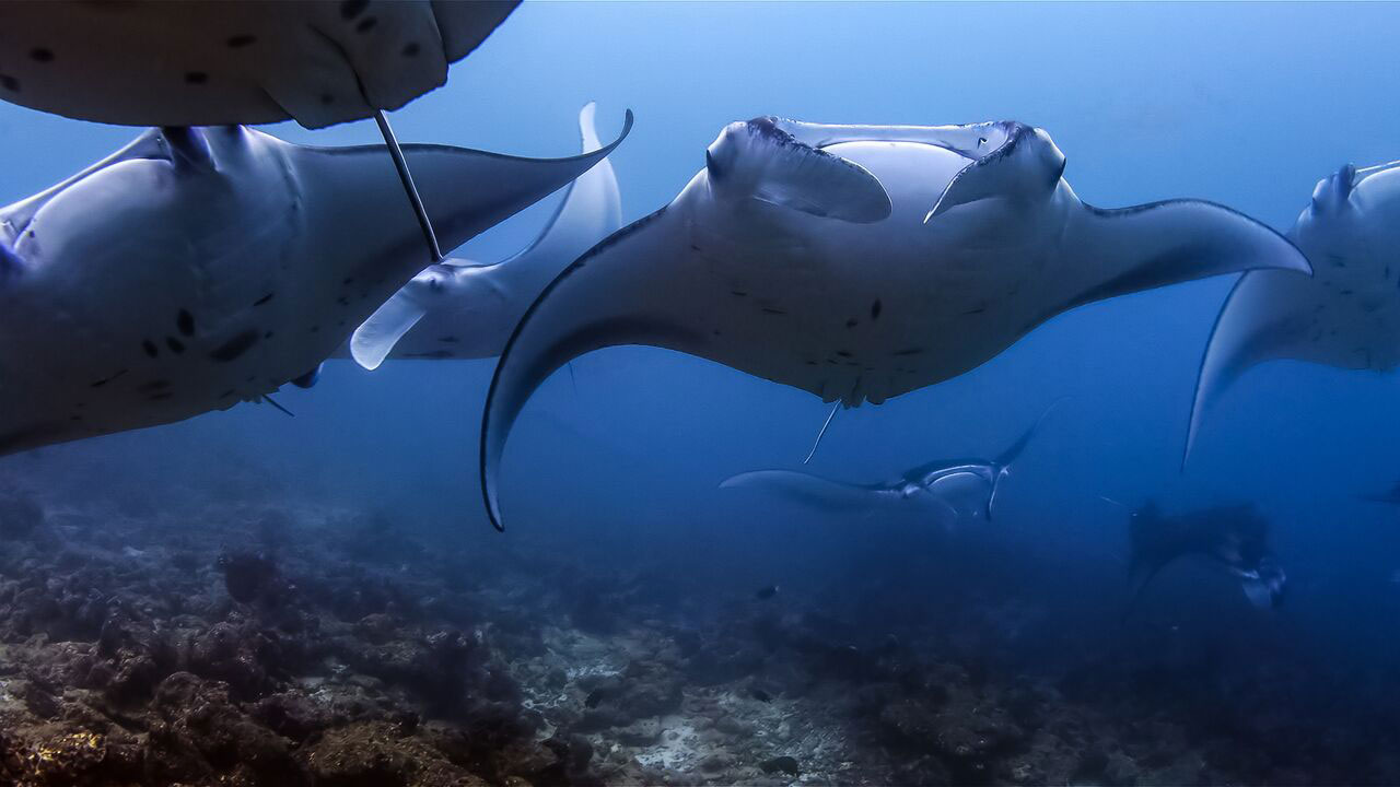 dive with manta rays