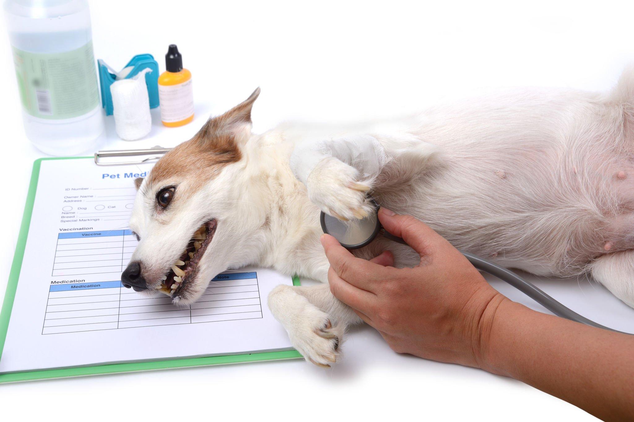 Low Blood Glucose in Pets