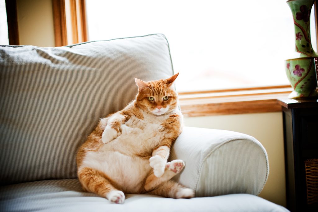 What to do if your pet is overweight