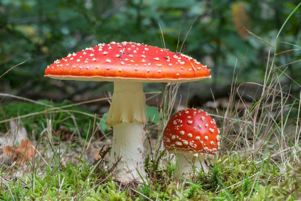 Get To Know the Medicinal Marvels of Magic Mushrooms