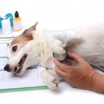 Symptoms and Signs: Recognising High or Low Blood Glucose in Pets