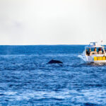 The Best Places to See Whales in Britain