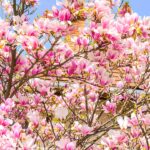 Dazzling Magnolias for Your Garden